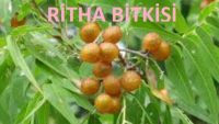 Ersağ Ritha Bitkisini Tanıyalım 2